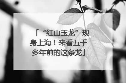 “红山玉龙”现身上海！来看五千多年前的这条龙