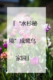 “水杉秘境”成鹭鸟家园