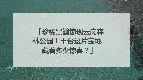珍稀黑鹳惊现云岗森林公园！丰台这片宝地藏着多少惊喜？
