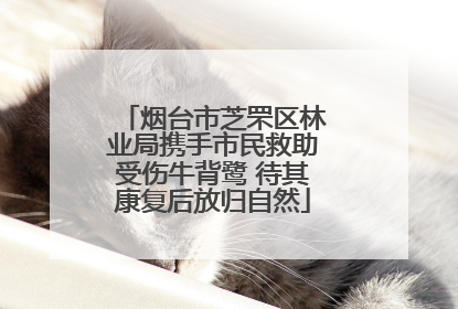 烟台市芝罘区林业局携手市民救助受伤牛背鹭 待其康复后放归自然