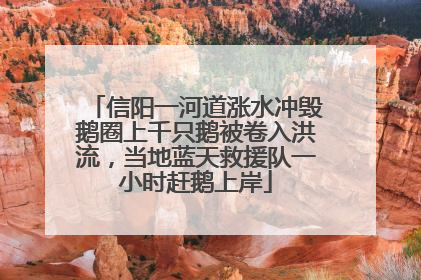 信阳一河道涨水冲毁鹅圈上千只鹅被卷入洪流，当地蓝天救援队一小时赶鹅上岸