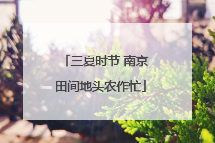 三夏时节 南京田间地头农作忙