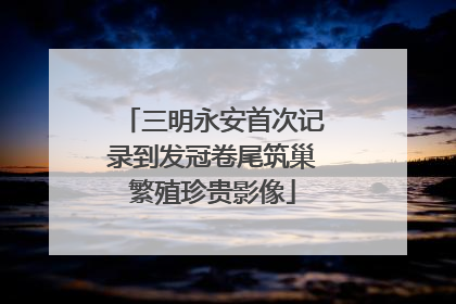三明永安首次记录到发冠卷尾筑巢繁殖珍贵影像