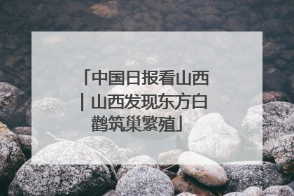 中国日报看山西｜山西发现东方白鹳筑巢繁殖