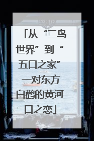 从“二鸟世界”到“五口之家” 一对东方白鹳的黄河口之恋
