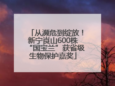 从濒危到绽放！新宁崀山600株“国宝兰”获省级生物保护嘉奖