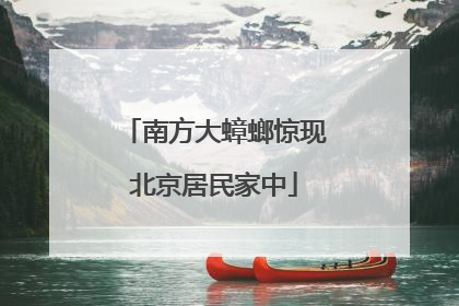 南方大蟑螂惊现北京居民家中