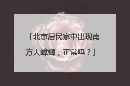北京居民家中出现南方大蟑螂，正常吗？