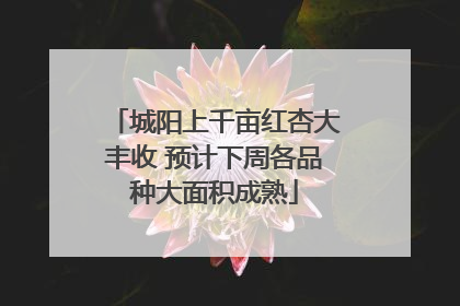 城阳上千亩红杏大丰收 预计下周各品种大面积成熟