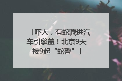 吓人，有蛇藏进汽车引擎盖！北京9天接9起“蛇警”