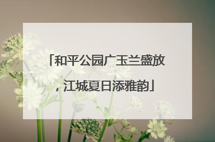 和平公园广玉兰盛放，江城夏日添雅韵