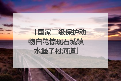 国家二级保护动物白鹭惊现石城镇水堡子村河道