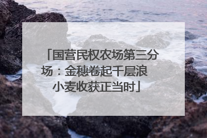 国营民权农场第三分场：金穗卷起千层浪 小麦收获正当时