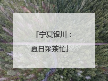 宁夏银川：夏日采茶忙