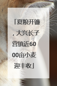 夏粮开镰，大兴长子营镇近6000亩小麦迎丰收