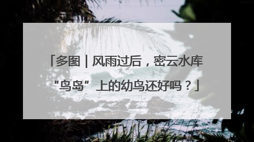 多图｜风雨过后，密云水库“鸟岛”上的幼鸟还好吗？
