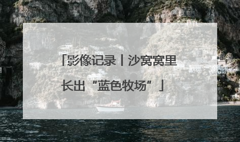 影像记录丨沙窝窝里长出“蓝色牧场”