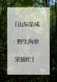 山东荣成：野生海参采捕忙