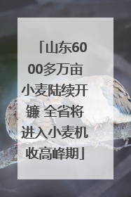 山东6000多万亩小麦陆续开镰 全省将进入小麦机收高峰期