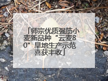 师宗优质强筋小麦新品种“云麦80”旱地生产示范喜获丰收