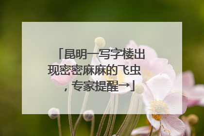 昆明一写字楼出现密密麻麻的飞虫，专家提醒→