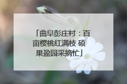 曲阜彭庄村：百亩樱桃红满枝 硕果盈园采摘忙