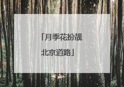 月季花扮靓北京道路