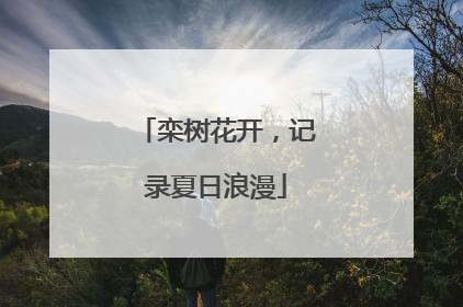 栾树花开，记录夏日浪漫