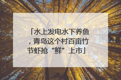 水上发电水下养鱼，青岛这个村百亩竹节虾抢“鲜”上市