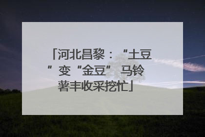河北昌黎：“土豆”变“金豆” 马铃薯丰收采挖忙