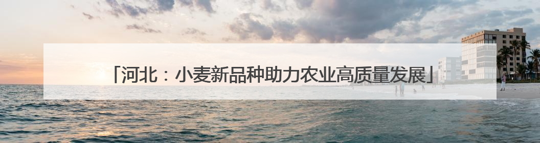 河北：小麦新品种助力农业高质量发展