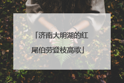 济南大明湖的红尾伯劳登枝高歌