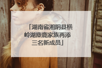 湖南省湘阴县横岭湖麋鹿家族再添三名新成员