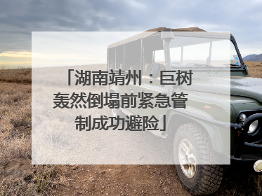 湖南靖州：巨树轰然倒塌前紧急管制成功避险