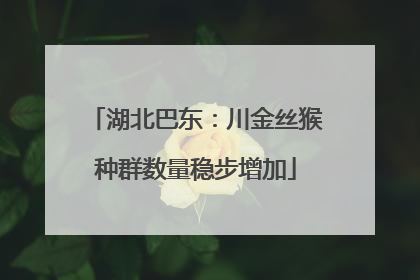 湖北巴东：川金丝猴种群数量稳步增加