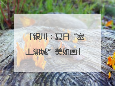 银川：夏日“塞上湖城”美如画