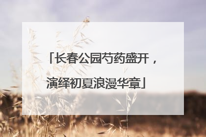 长春公园芍药盛开，演绎初夏浪漫华章