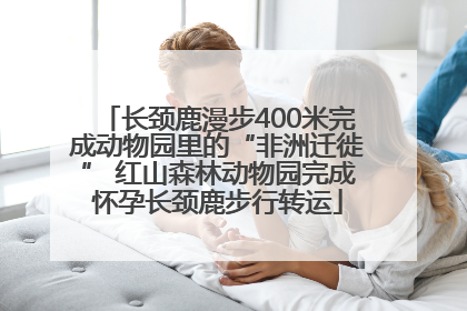 长颈鹿漫步400米完成动物园里的“非洲迁徙” 红山森林动物园完成怀孕长颈鹿步行转运