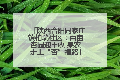 陕西合阳同家庄镇柏瑞社区：百亩杏园迎丰收 果农走上“杏”福路