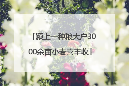 颍上一种粮大户3000余亩小麦喜丰收