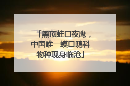 黑顶蛙口夜鹰，中国唯一蟆口鸱科物种现身临沧