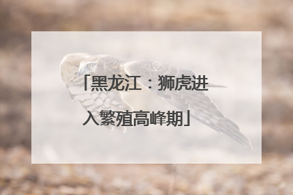 黑龙江：狮虎进入繁殖高峰期