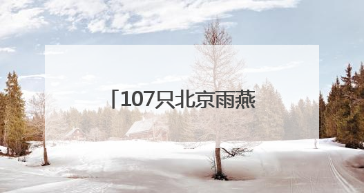 107只北京雨燕完成年度“体检”